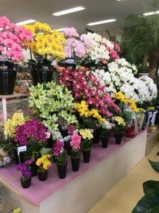 明日から、９月...|「花の松中」　（熊本県天草市の花屋）のブログ